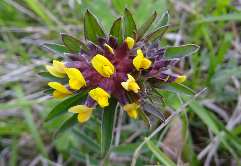 Anthyllis vulneraria - Fabaceae